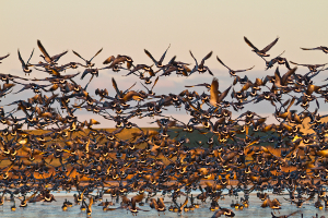 Die Vogelwelt des Nationalparks erleben Vogelwelt (Foto: Stock/LKN)