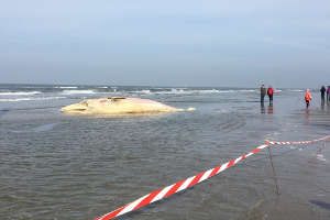 Toter Zwergwal in St. Peter-Ording angeschwemmt Toter Wal in St. Peter Ording (Foto: Schutzstation Wattenmeer)