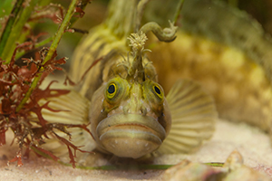 Was Fische wissen: Lesung mit Aquarienführung im Multimar Wattforum Stachelrücken in einem der Aquarien des Multimar Wattforum (Foto: Schröder/LKN.SH)