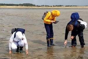 Schulklasse forscht an Seegras im Nationalpark Wattenmeer Seegrasmonitoring durch die Schüler:innen des Forschungscamps (Foto: Schollenberger LKN.SH)