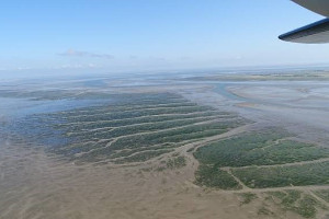Seegras: Gute Nachrichten aus dem Nationalpark Seegrasbestände aus der Luft (Foto: Dolch AWI)