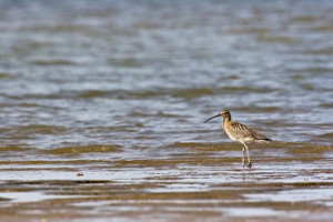 Brachvögel verstehen und erleben Brachvogel auf der Nahrungssuche im Niedrigwasser (Foto: Stock LKN.SH)